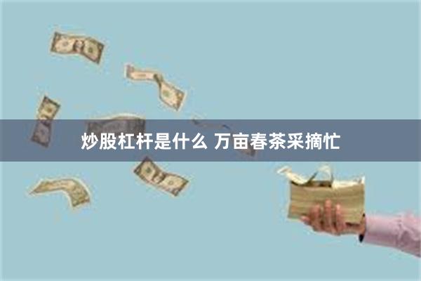 炒股杠杆是什么 万亩春茶采摘忙