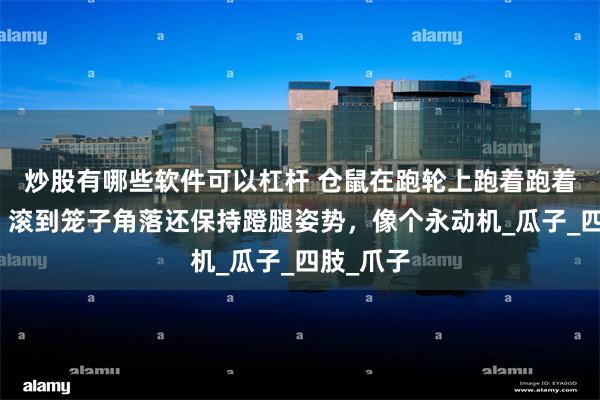 炒股有哪些软件可以杠杆 仓鼠在跑轮上跑着跑着睡着了：滚到笼子角落还保持蹬腿姿势，像个永动机_瓜子_四肢_爪子
